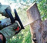 Best Tree Health Inspection  in Rosenhayn, NJ