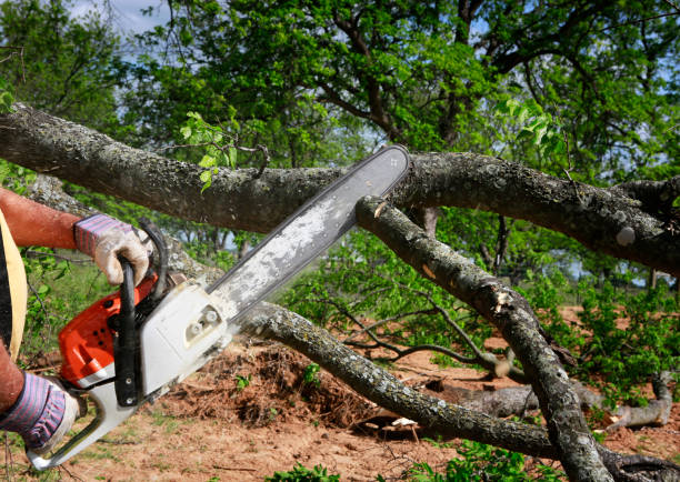 Best Seasonal Cleanup (Spring/Fall)  in Rosenhayn, NJ